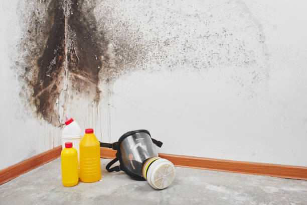Best Emergency Mold Removal  in Eastport, ME