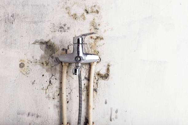 Best Fast Mold Removal  in Eastport, ME