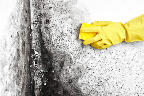 Best Attic Mold Removal  in Eastport, ME