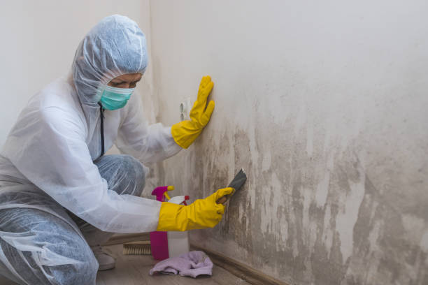 Best Mold Removal Process  in Eastport, ME