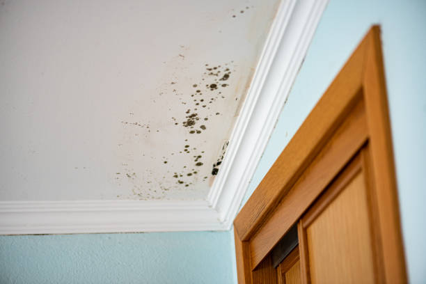 Mold Removal Process in Eastport, ME