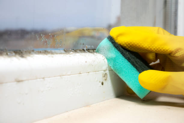 Best Certified Mold Removal  in Eastport, ME