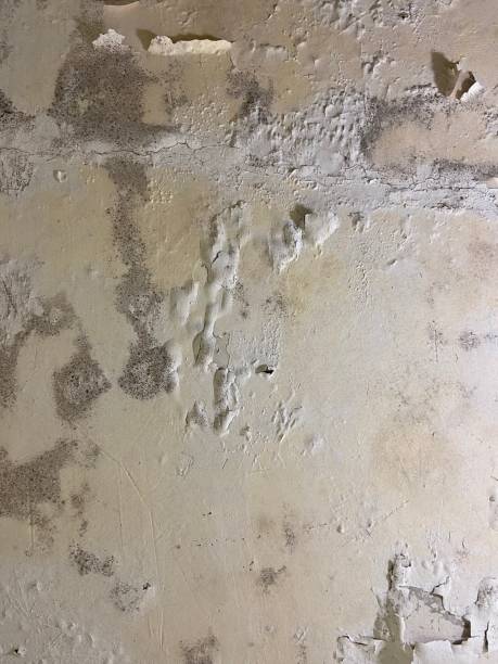 Best Toxic Mold Removal  in Eastport, ME