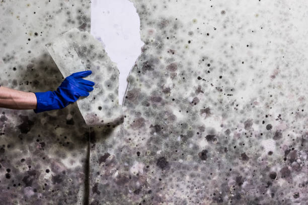 Best Mold Testing  in Eastport, ME
