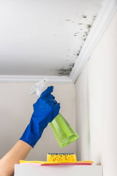 Best Certified Mold Removal  in Eastport, ME